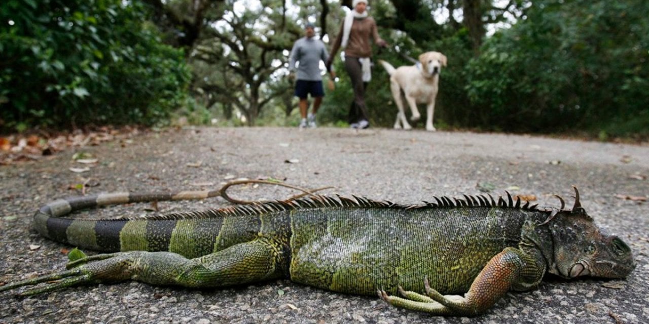 Meteorologlar uyardı: İguana yağabilir!