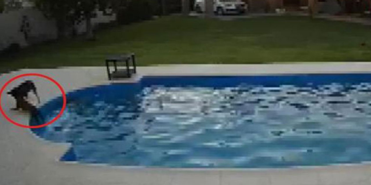 Gözleri görmeyen köpeği düştüğü havuzdan bir başka köpek kurtardı