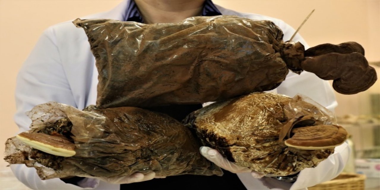 Bu mantar altından daha pahalı