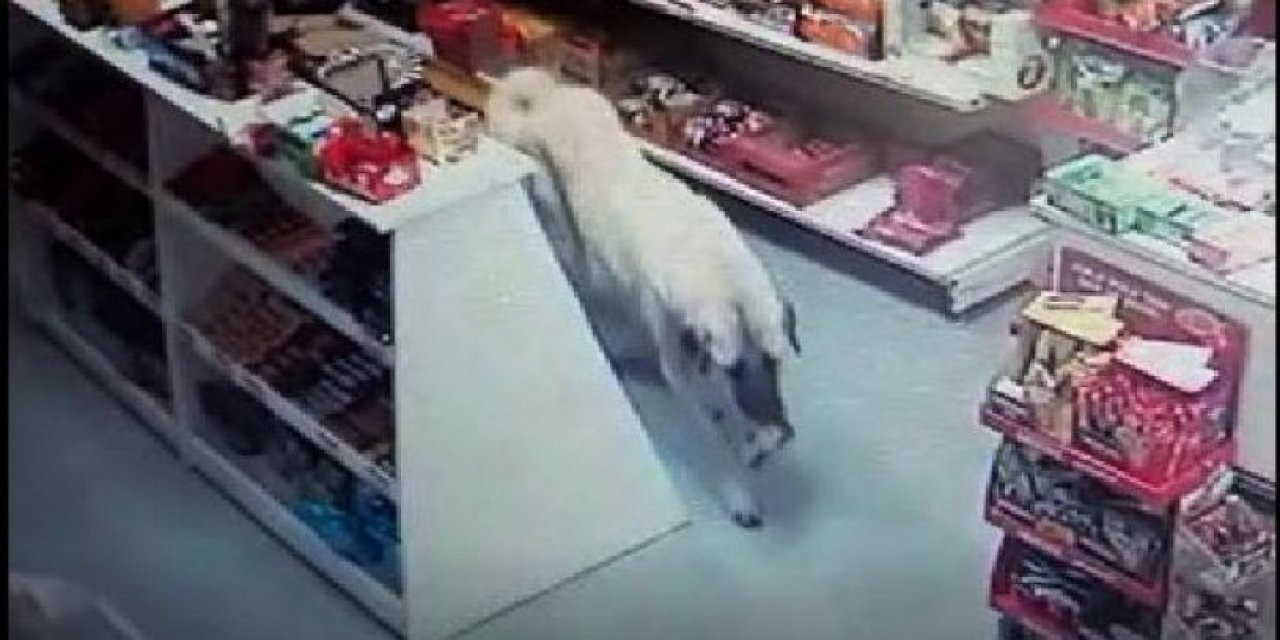 Marketten bisküvi alan köpek kameraya yakalandı
