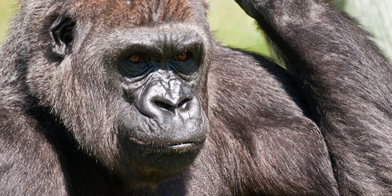 Koronavirüs salgınında bir ilk: Gorillerde de tespit edildi!
