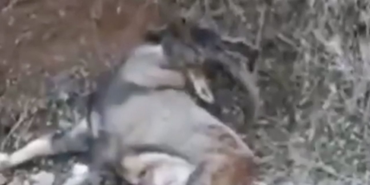 Tunceli'de av izni tartışma yaratmıştı: Bir yaban keçisi vurulmuş hâlde can çekişirken bulundu