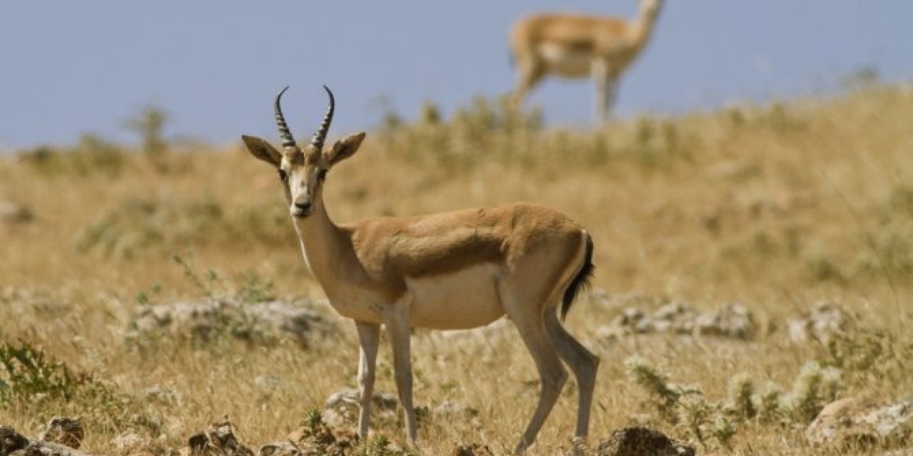 Şanlıurfa'da 14 ceylan kaldı iddiası