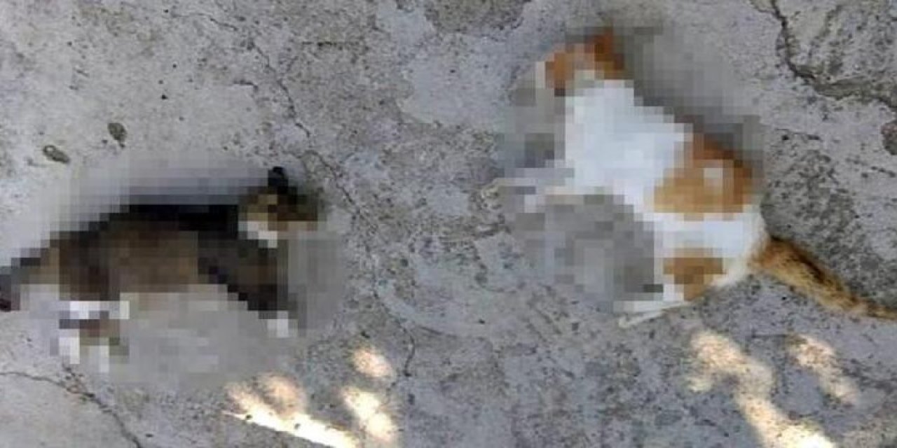 Mersin'de ölü bulunan kedilerle ilgili valilikten açıklama