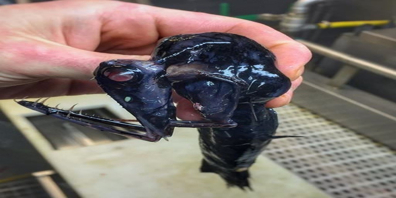 Balıkçıların ağına takıldı: Görenler gözlerine inanamadı