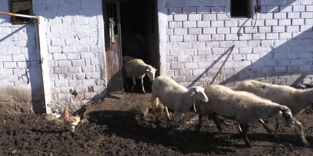 Hem okuyup hem çobanlık yapan Şevki sosyal medya fenomeni oldu