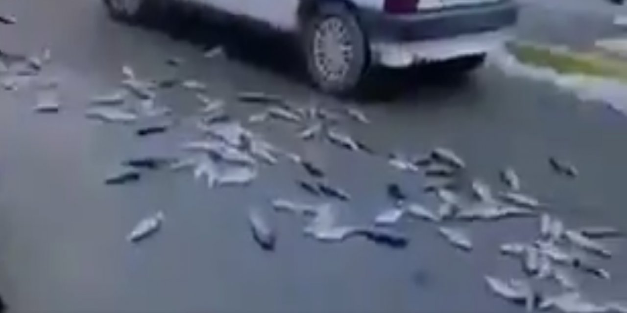Zabıta seyyar satıcıların balıklarını yere döktü - VİDEO