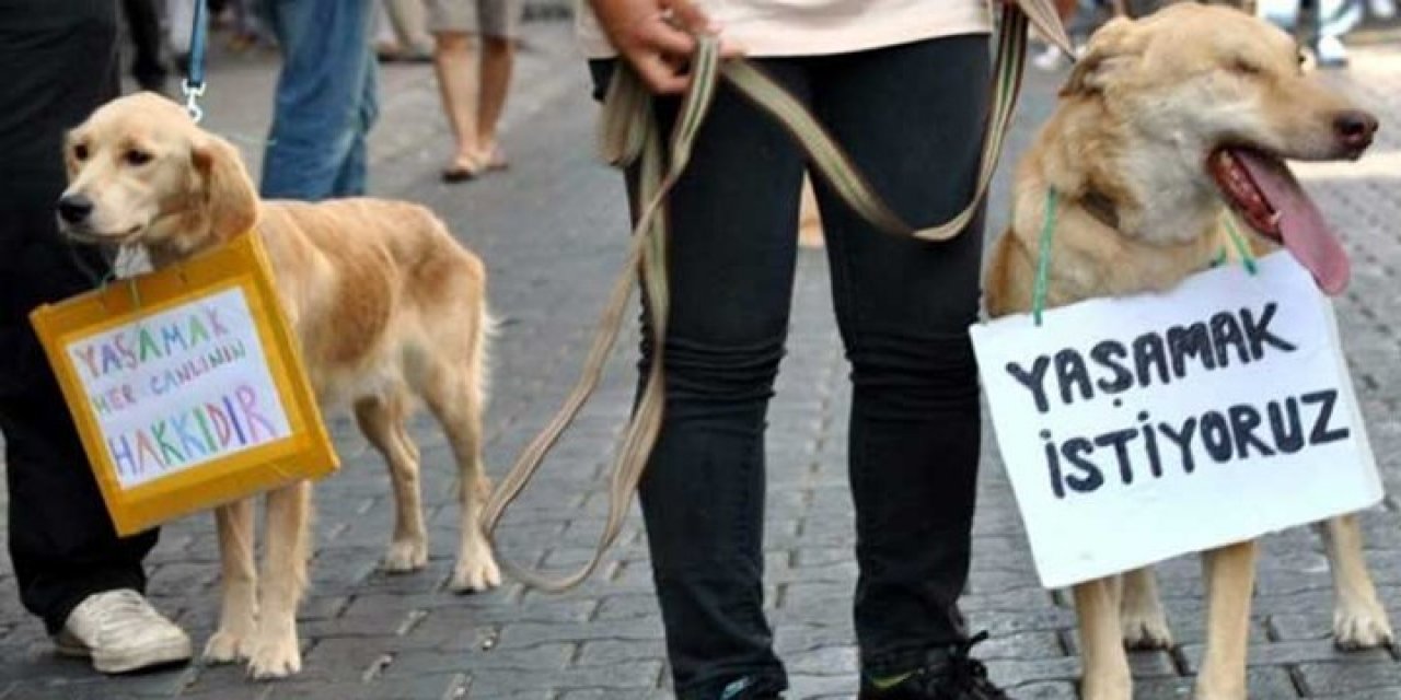 AKP'li isim duyurdu: Hayvan hakları yasası 2 hafta içinde Meclis'e sunulacak