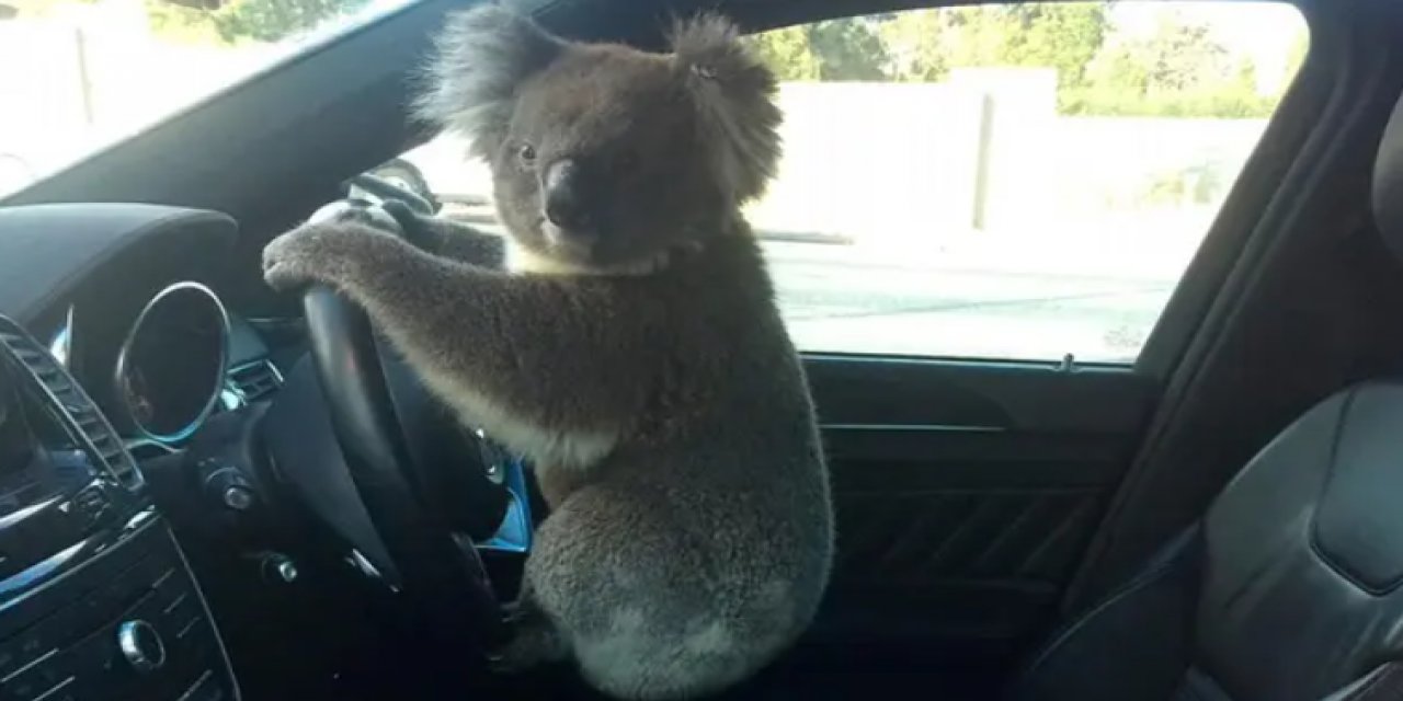 Kazaya sebep olan koala, direksiyonda poz verdi