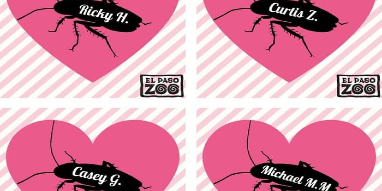 Hayvanat Bahçesi'nden Sevgililer Günü kampanyası: Eski sevgilinizin adını hamam böceğine verebilirsiniz