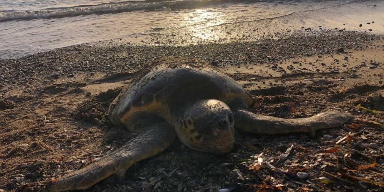 Öldüğü sanılan deniz kaplumbağasının yaşadığı ortaya çıktı