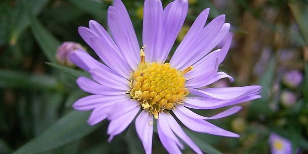 "Mor papatya" her gün 100 milyon kez tıklanıyor: Peki neden?