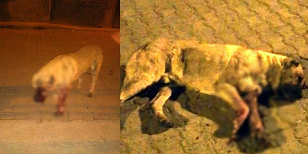 Mersin'de hayvana şiddet: Sokak köpeğinin gözlerini oyup, dövdüler