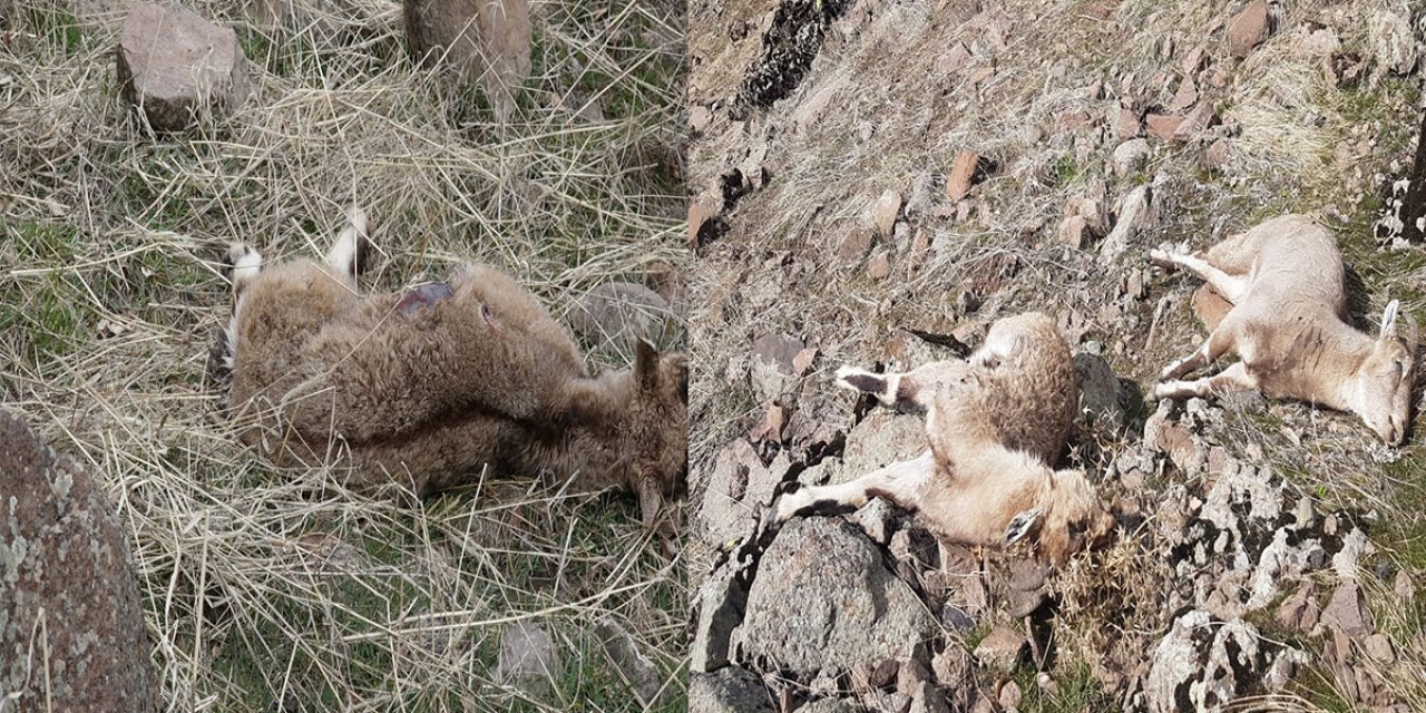 Dağ keçilerinin gizemli ölümü