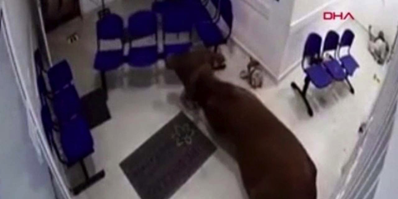 İnek hastaneye girdi