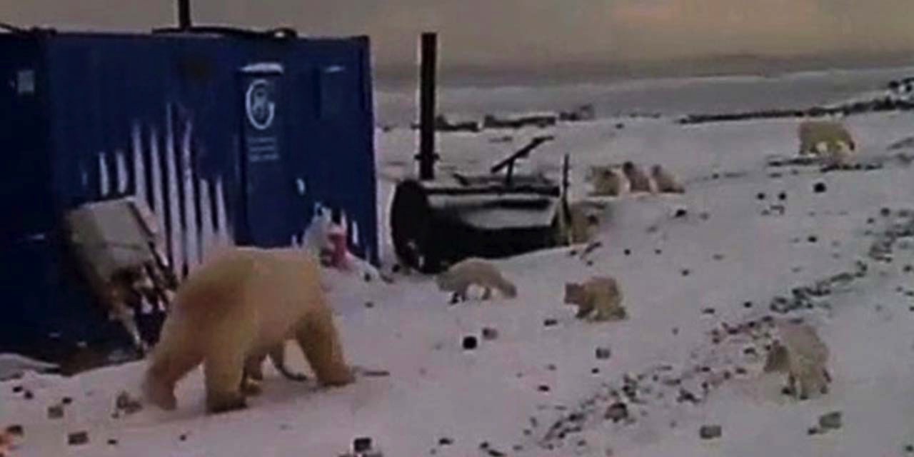 Kutup ayıları şantiyeye gitti