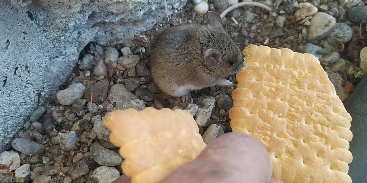 Bahçesindeki fareyi bisküvi ile besliyor