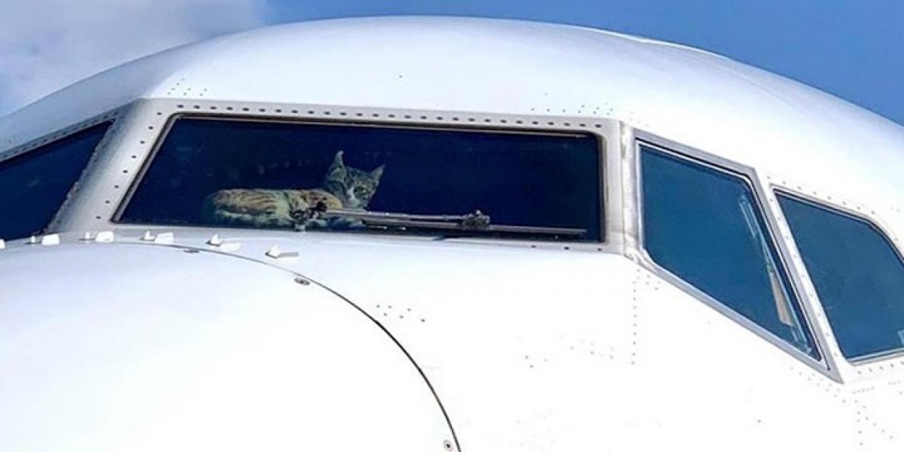 Pilotlara saldıran kedi, uçağa acil iniş yaptırdı