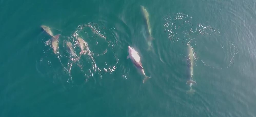 Yunusların deniz keyfi havadan görüntülendi