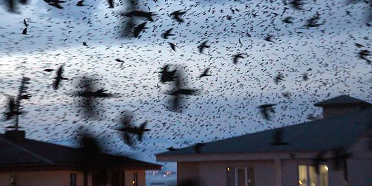 Bir anda tüm kenti kapladılar