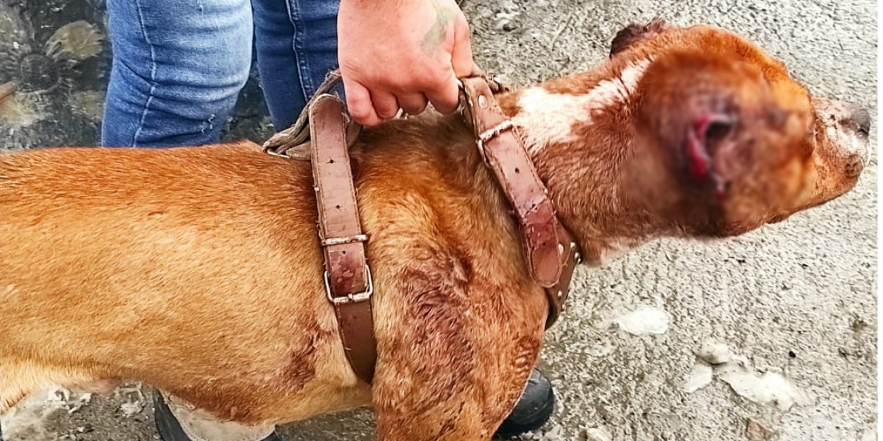 Köpeğe eziyetten 11 bin 500 lira ceza yedi