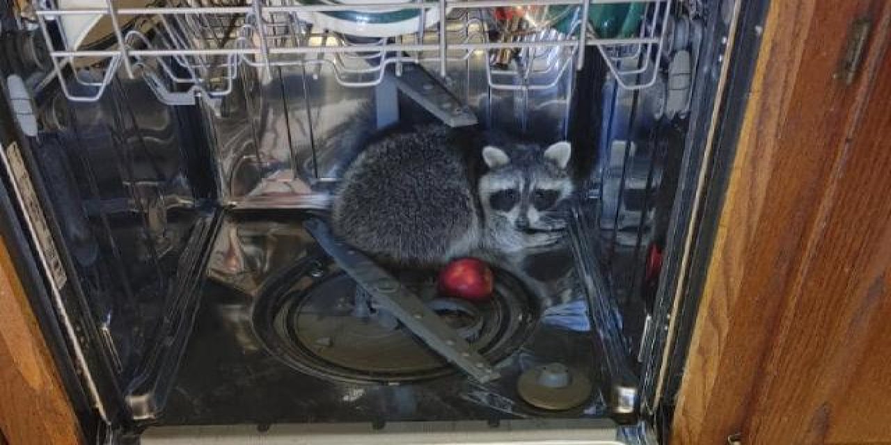 Eve giren rakun bulaşık makinesinde uyuyakaldı