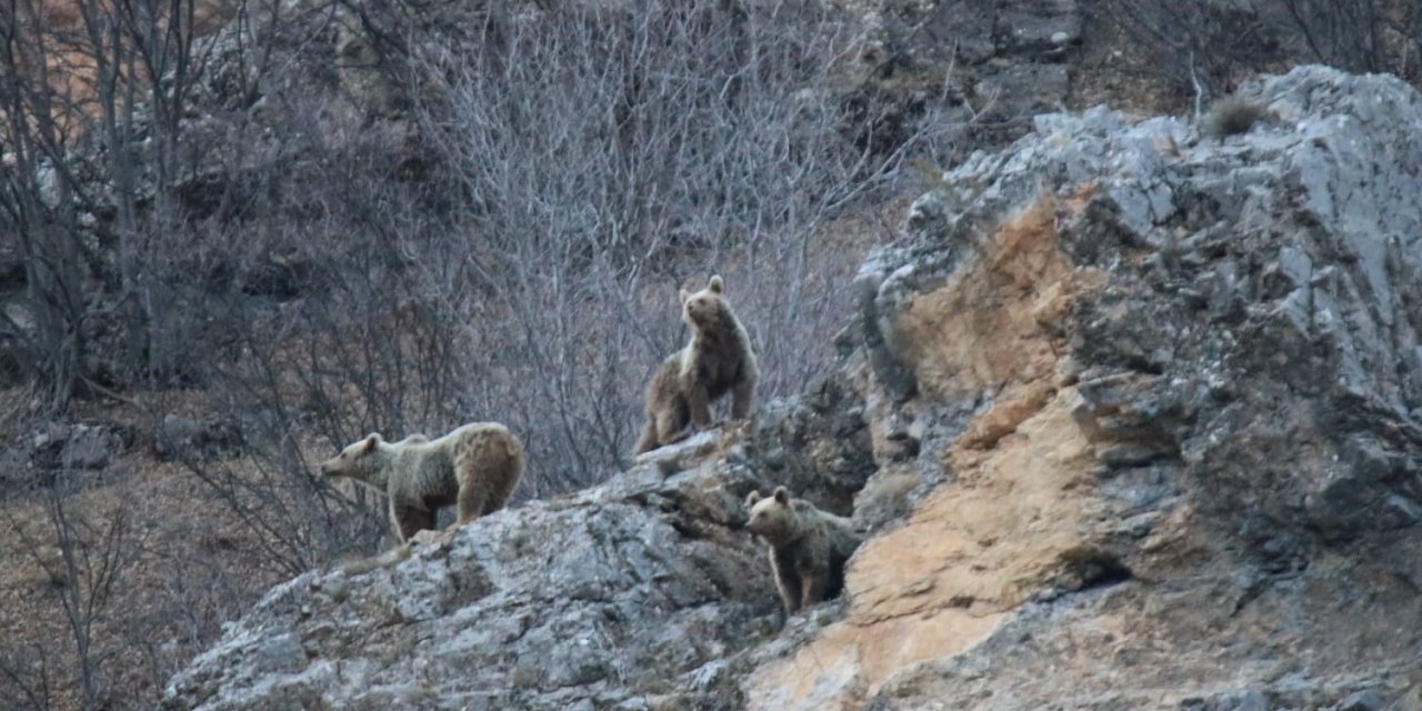 Kış uykusundan uyanan anne ve yavru ayılar görüntülendi