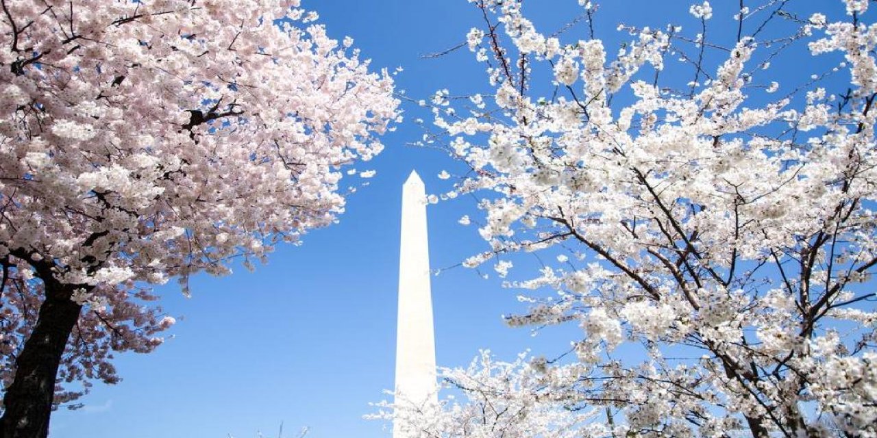 Washington'da Japon kiraz çiçekleri açtı