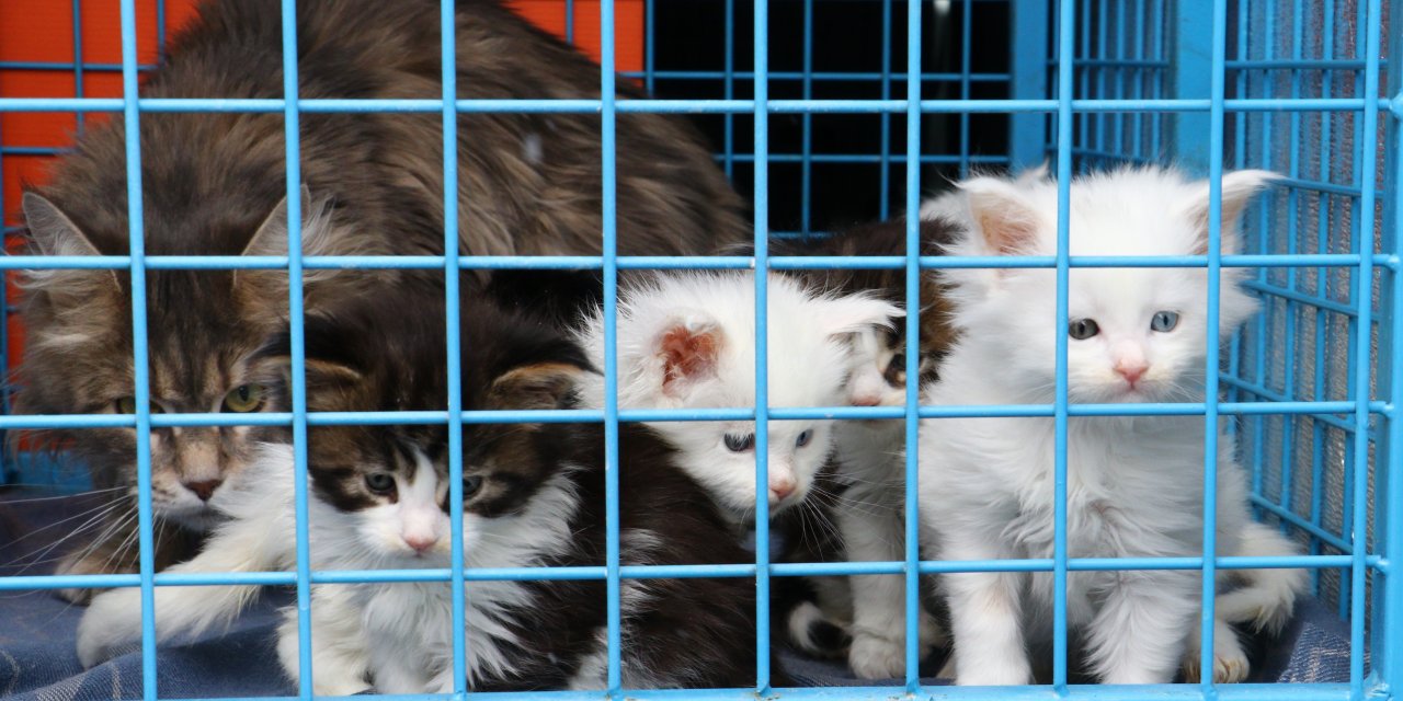Norveç orman kedilerini satan kadının kedilerine el konuldu
