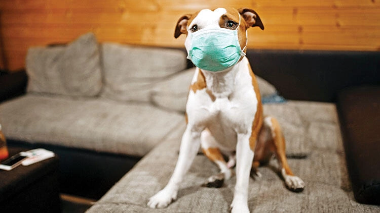 DSÖ doğruladı! İnsanlardan hayvanlara bulaşma ihtimali var