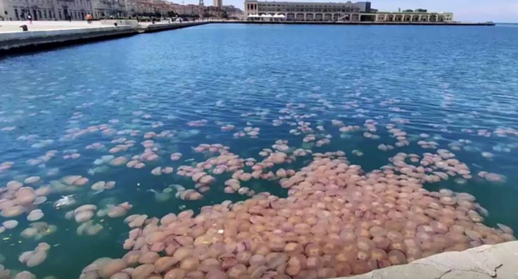Dev denizanası sürüsü İtalyan limanını işgal etti
