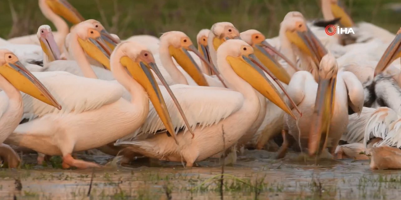 Ak pelikanların göç yolculuğu