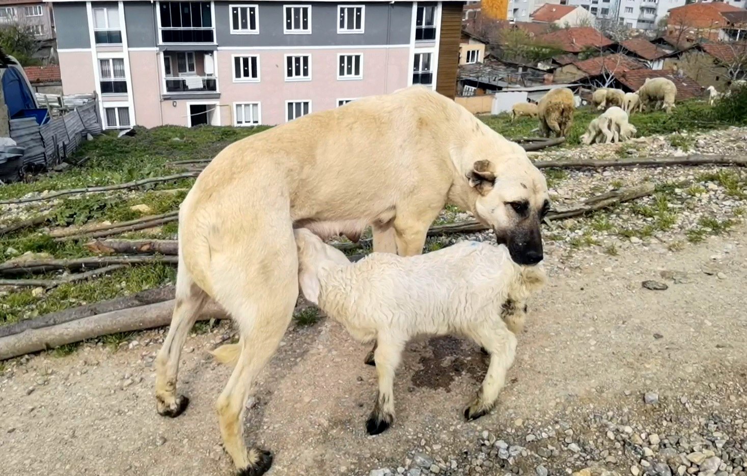 Hem çoban köpeği hem süt annesi
