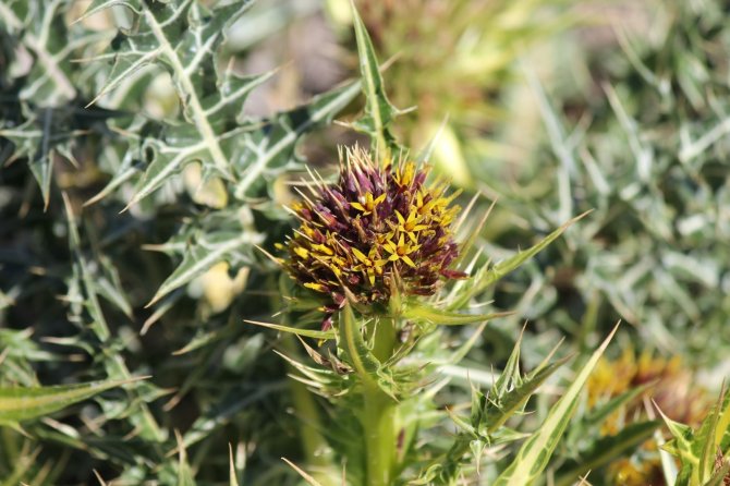 Ünlü botanikçi Kapadokya’da yeni bitki keşfetti