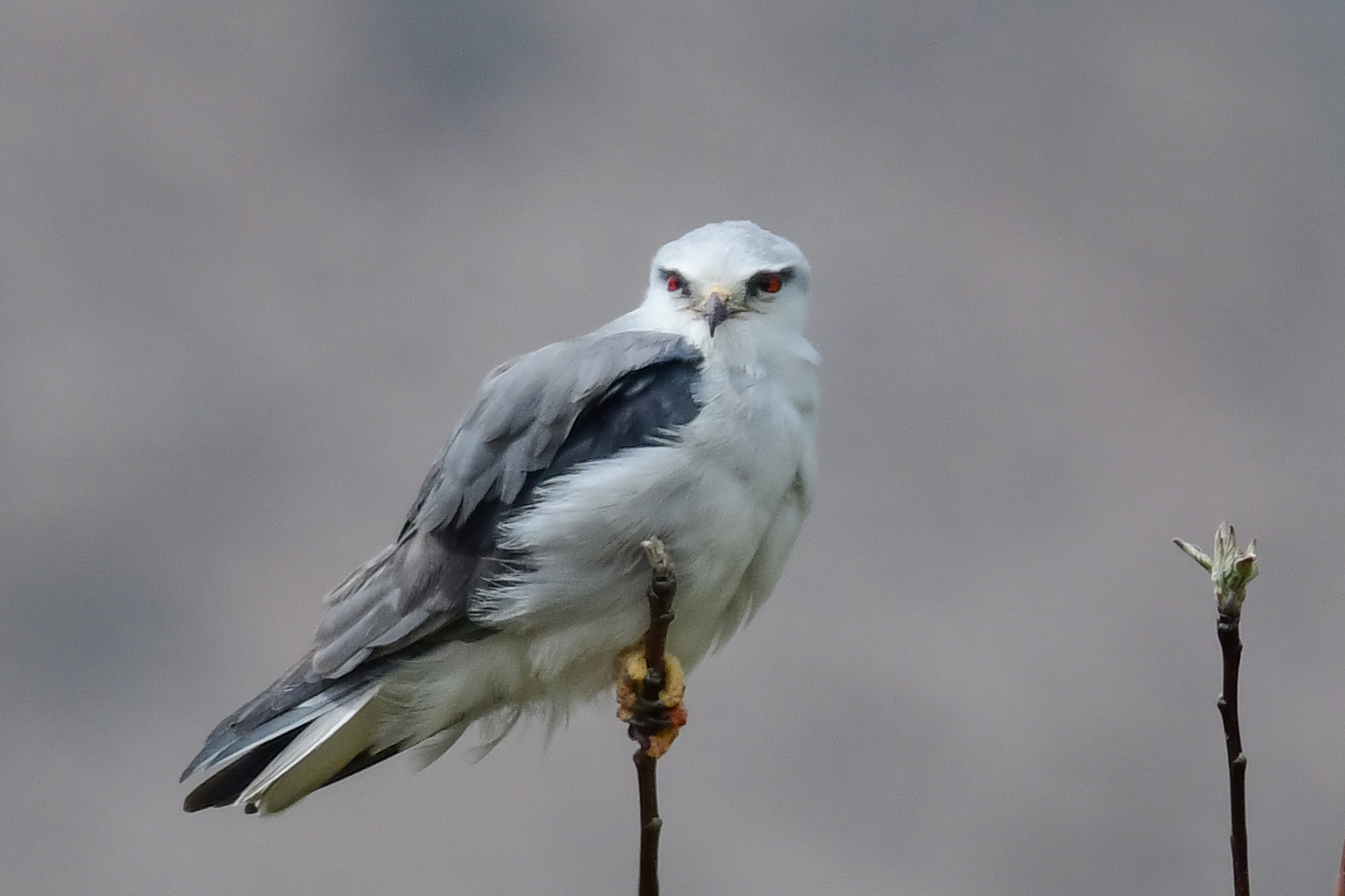 Akçaylak kuşu Van'da ilk kez görüntülendi