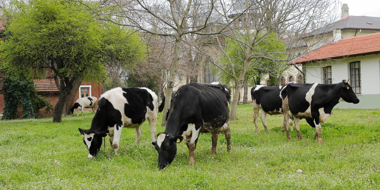Kampüsteki çimler, büyükbaş hayvanlara yedirildi