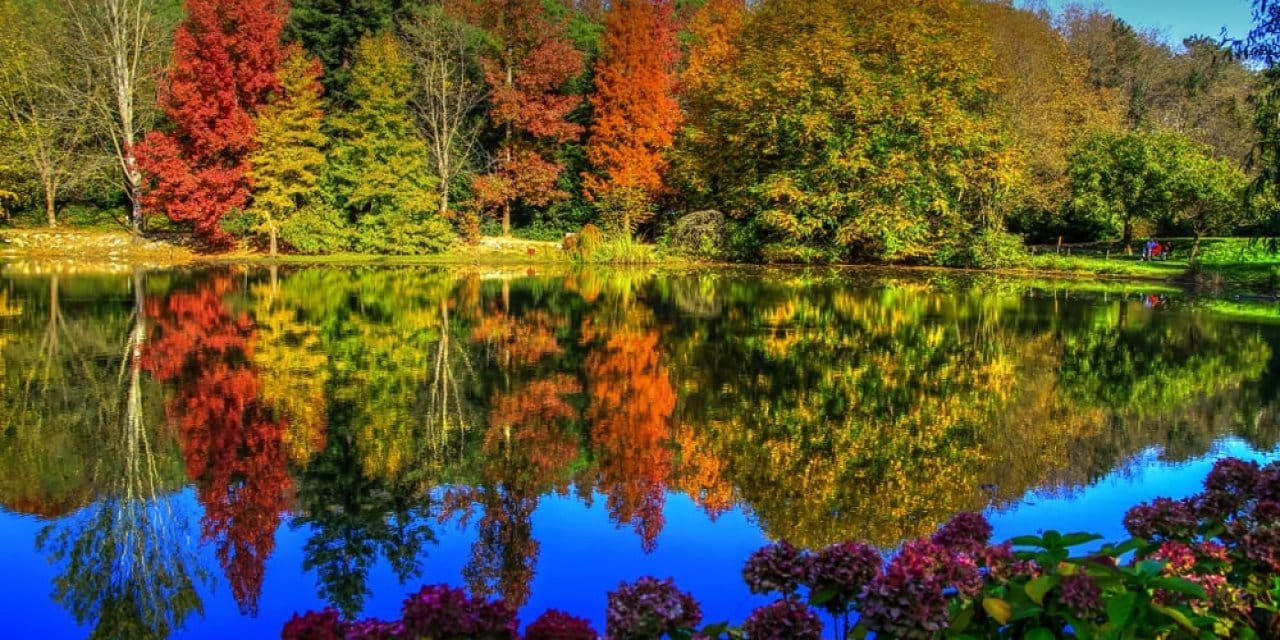 Cumhuriyet köyündeki Atatürk korusu vakfa kiralandı