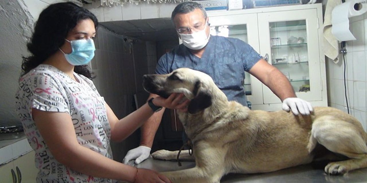 Antalya'da sokak köpeğine saldıranlar öldüremeyince ateş açtı