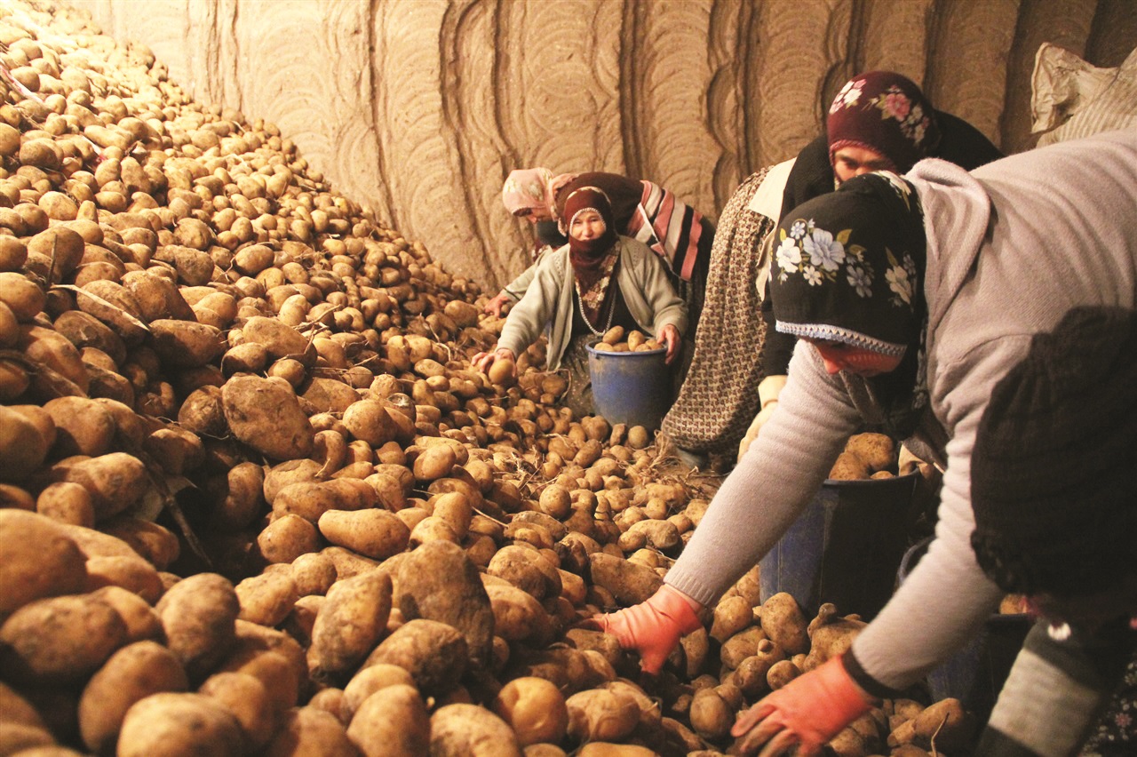 Üreticiler: Patates alımında bize sıra ne zaman gelir bilmiyoruz