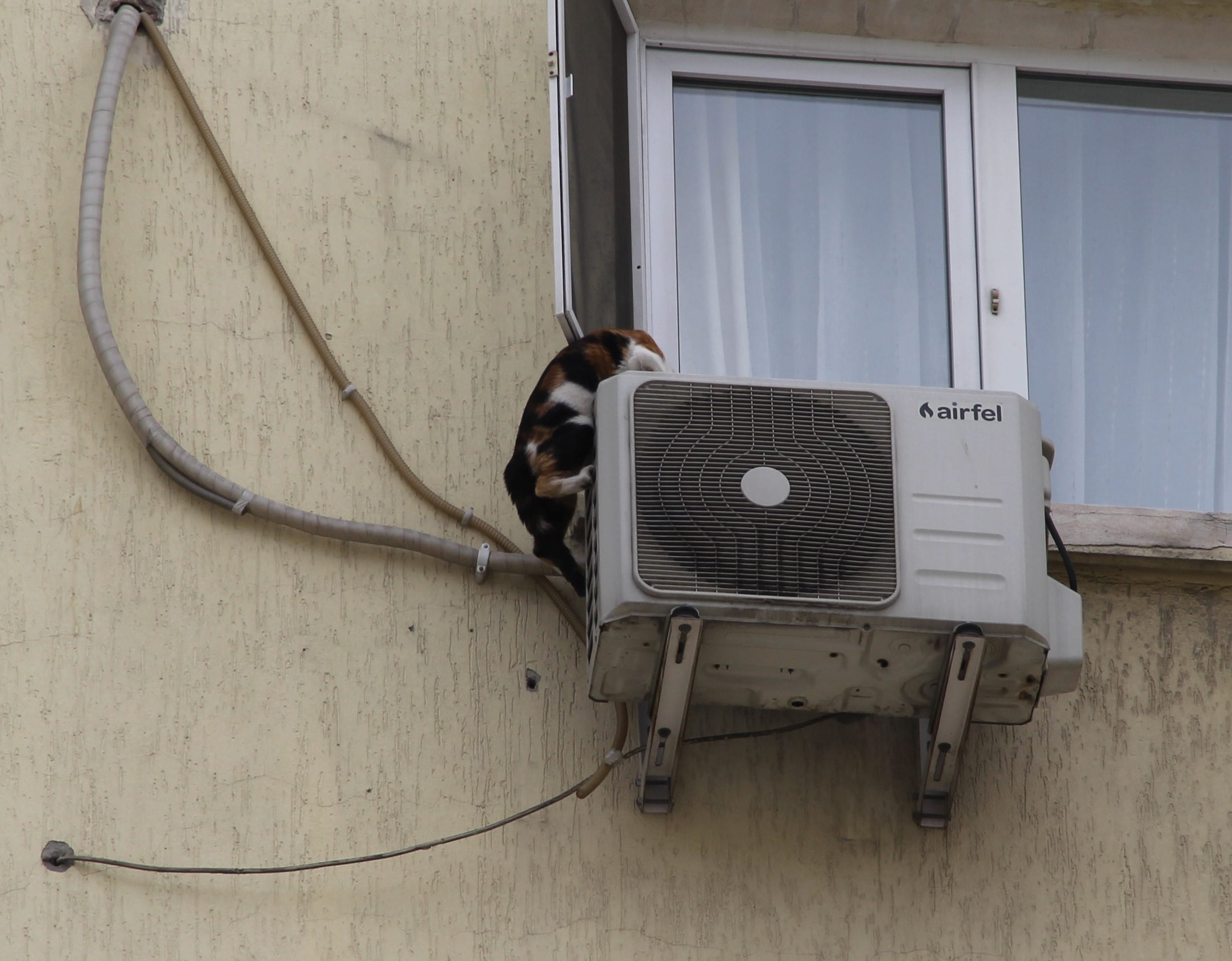 Görme engelli kedi kurtarıldı