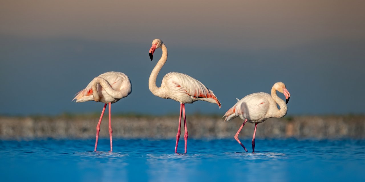 Flamingoların 'drone' stresi