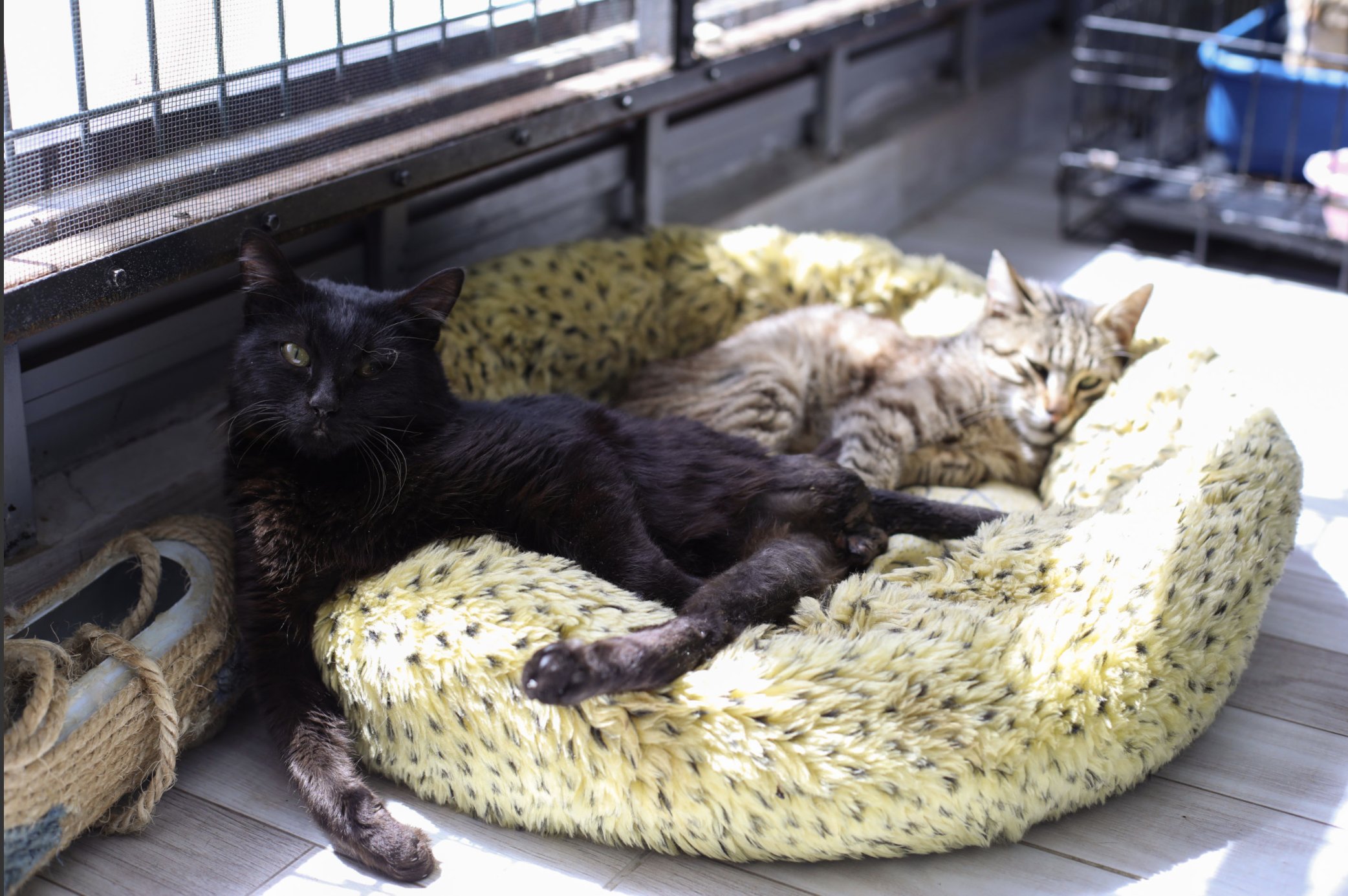 Buca Belediyesi, 'Beyaz'a kucak açtı