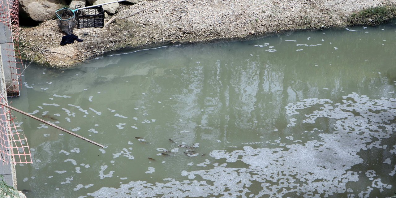 Tekirdağ'da toplu balık ölümleri korkuttu