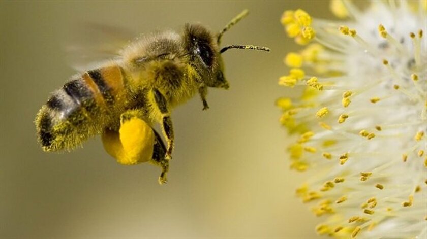 Araştırma: Bal arıları koronavirüsü tespit edebilir