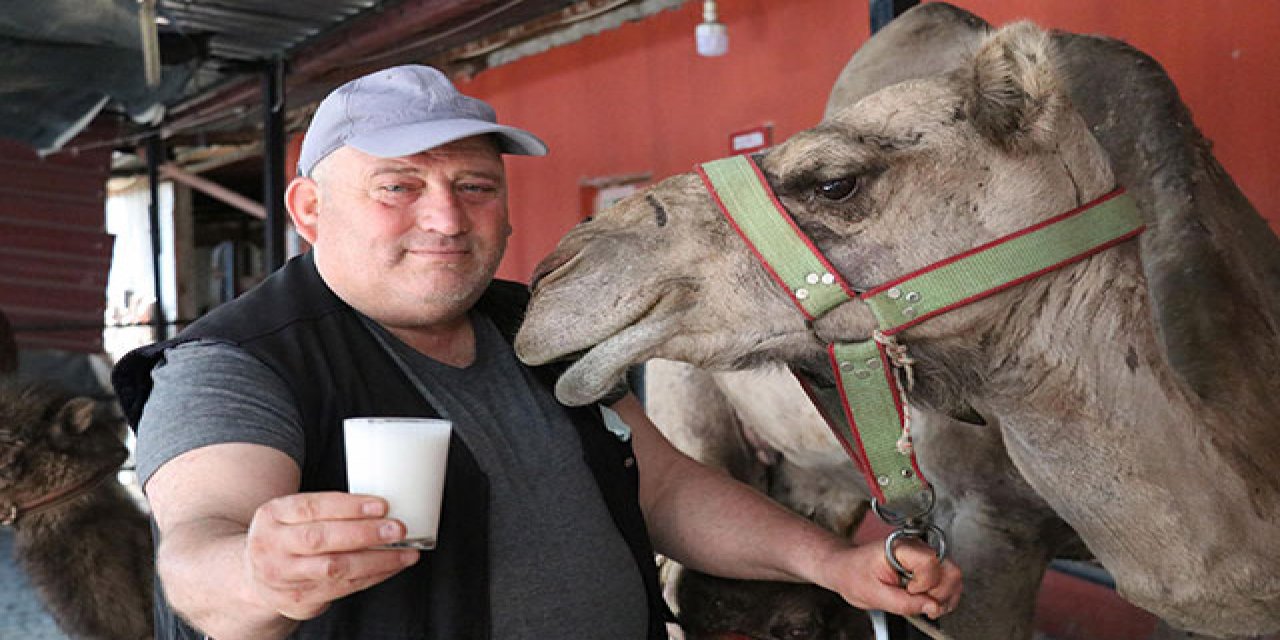 Koronavirüs, deve sütüne talebi artırdı