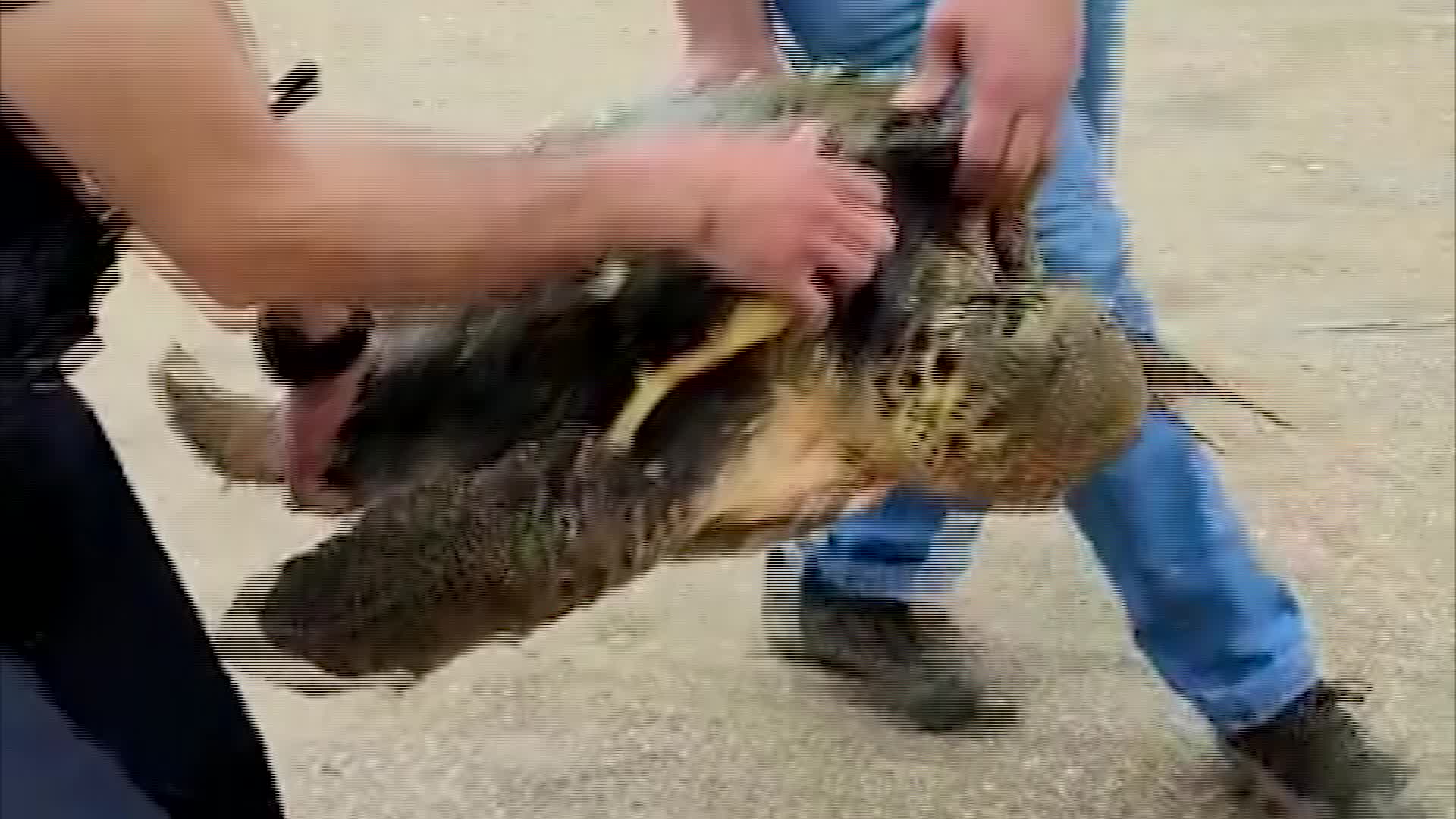 Yaralı deniz kaplumbağası kurtarıldı