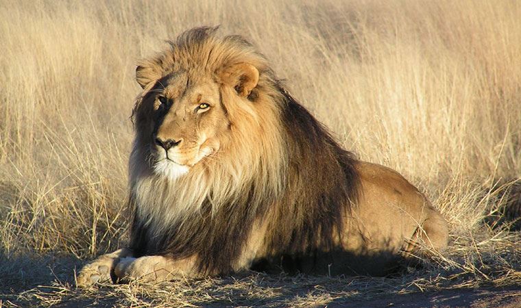 Sosyal medyada viral oldu: 200 kiloluk aslanların uçak yolculuğu