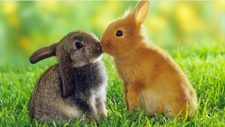 Polonya Sağlık Bakanlığı: Tavşanlar gibi çiftleşin