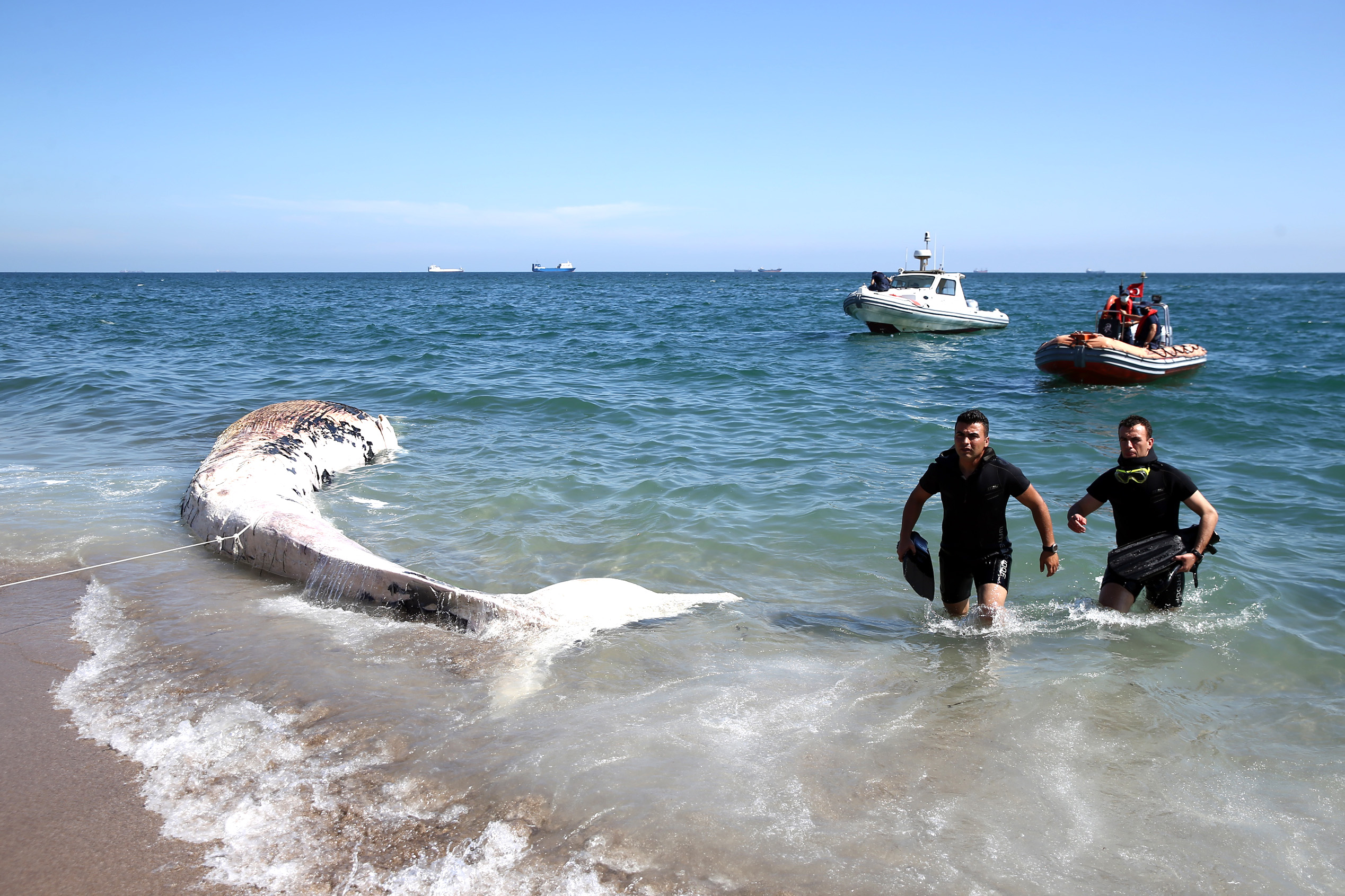 Mersin sahiline 14 metrelik oluklu balina vurdu
