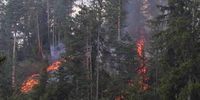 Artvin'de orman yangını